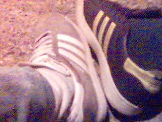 ma gazel